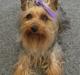 Australian silky terrier Tutzi