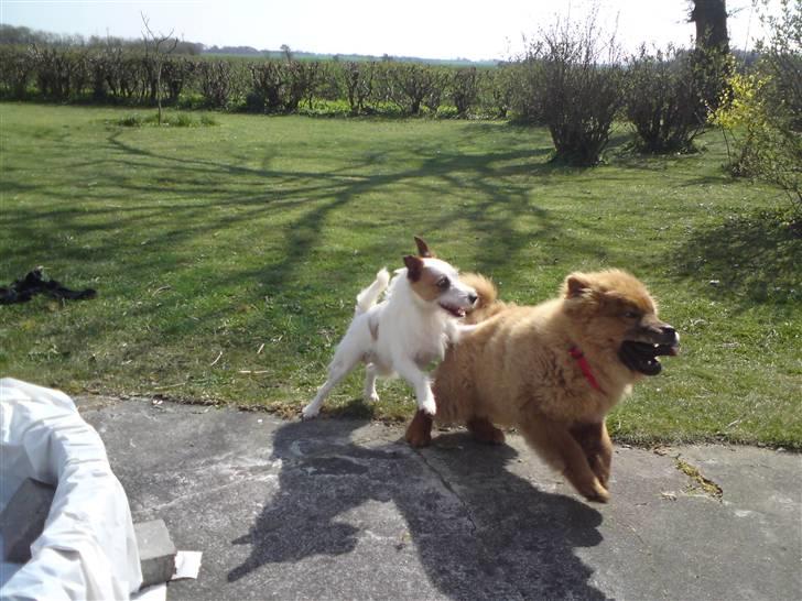 Jack russell terrier Milo - juhuu fik besøg af min bedste ven Ballou :) billede 9