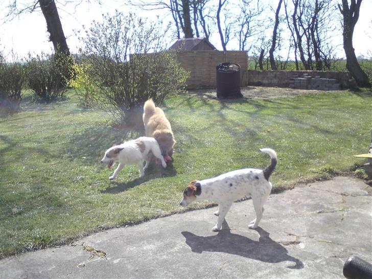 Jack russell terrier Milo - her er vi alle 3 ude og lege hihi :) billede 10