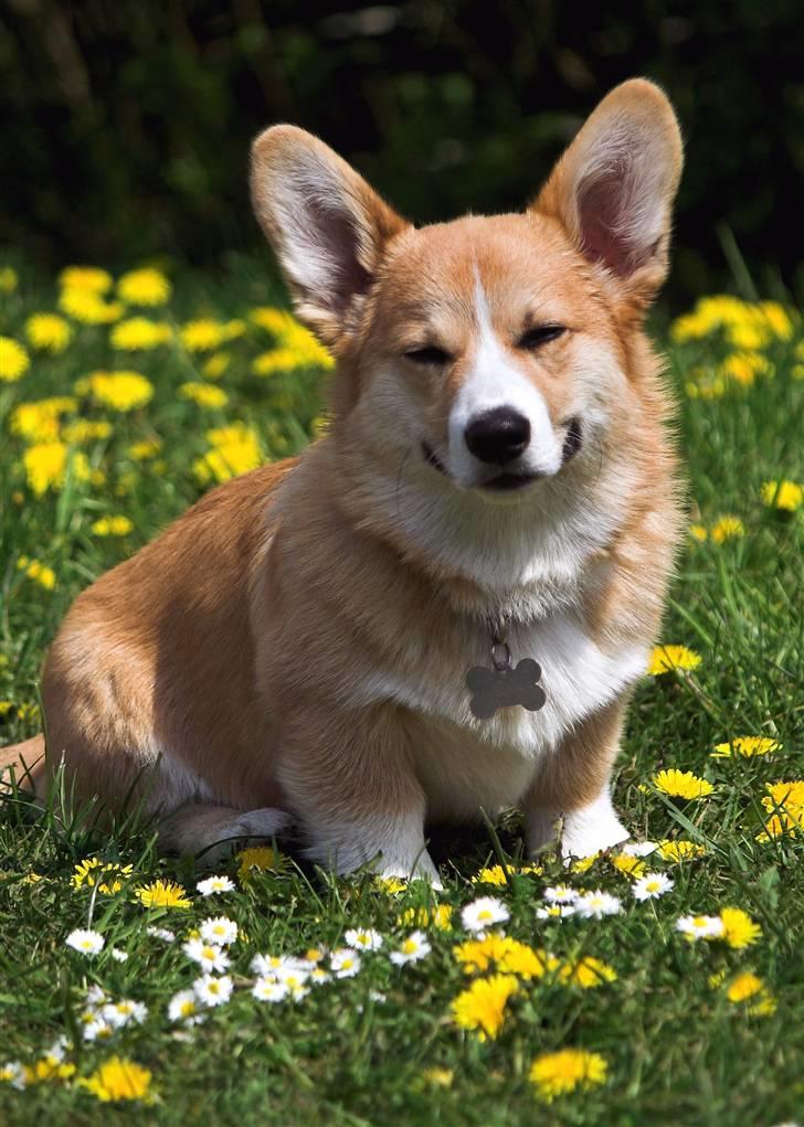 Welsh corgi pembroke Louie - 26.04.2009 - Smiley face billede 9