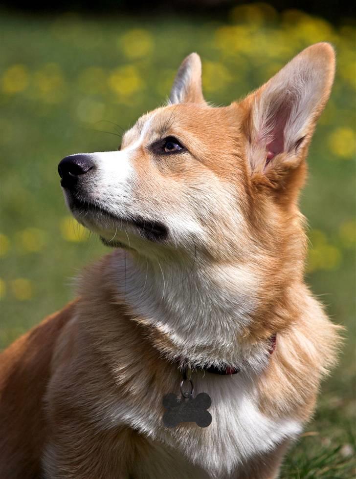 Welsh corgi pembroke Louie - 26.04.2009 - Louie nyder foråret billede 10