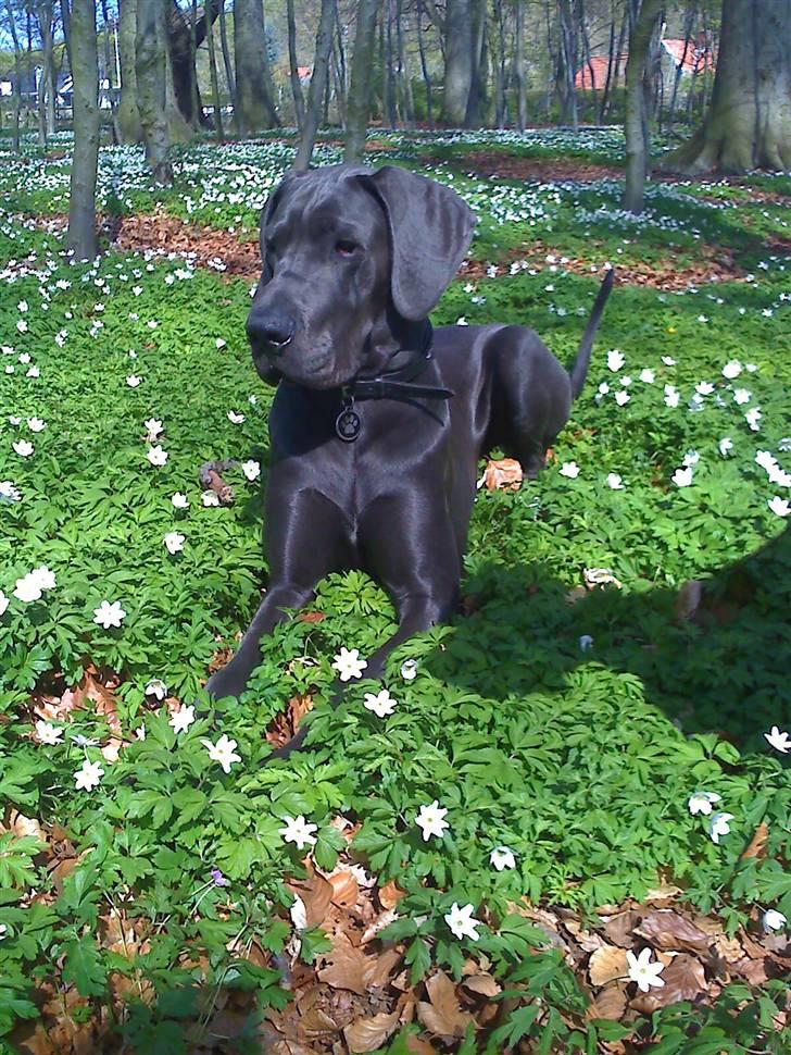 Grand danois Kenzo - Kenzo 10 mdr gammel billede 5