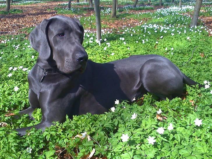 Grand danois Kenzo - Kenzo 10 mdr gammel billede 6