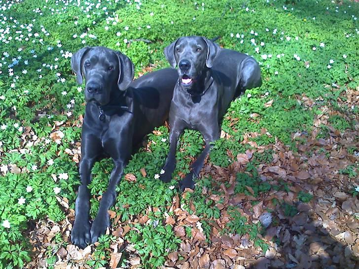 Grand danois Kenzo - Kenzo og hans mor, side om side i solskinnet på en dejlig forårsdag. billede 7