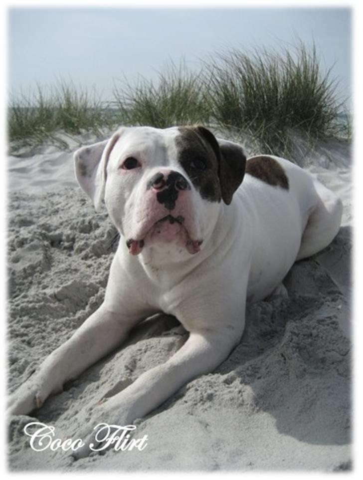 Amerikansk bulldog Coco Flirt billede 15