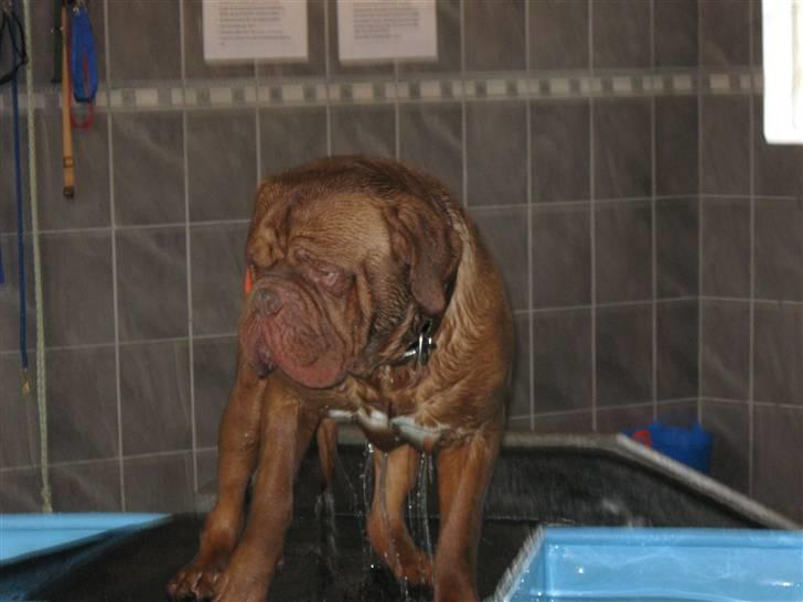 Dogue de bordeaux Ikaros R.I.P. billede 18