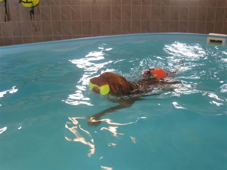 Dogue de bordeaux Ikaros R.I.P. billede 19