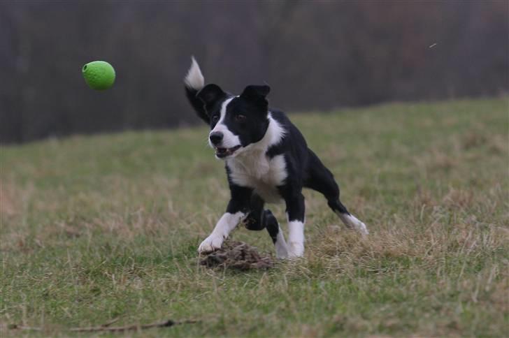 Border collie Joy - himmelhund billede 10