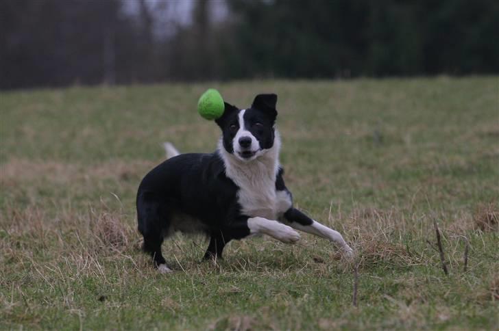 Border collie Joy - himmelhund billede 11