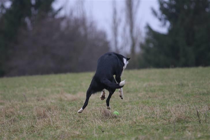 Border collie Joy - himmelhund billede 12