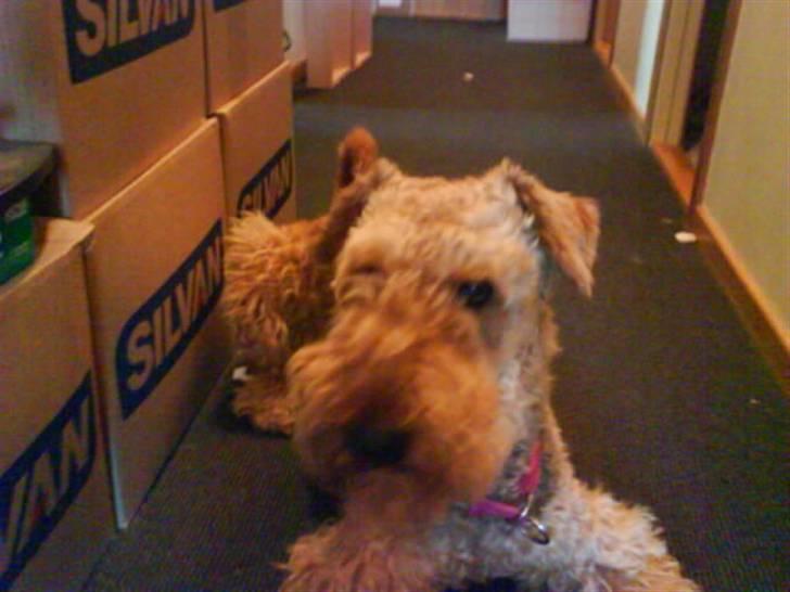 Airedale terrier Mille død:( - vuf vuf er jeg ikke sød vuf vuf billede 9