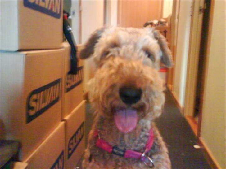 Airedale terrier Mille død:( - se er min tunge ikke flot billede 10