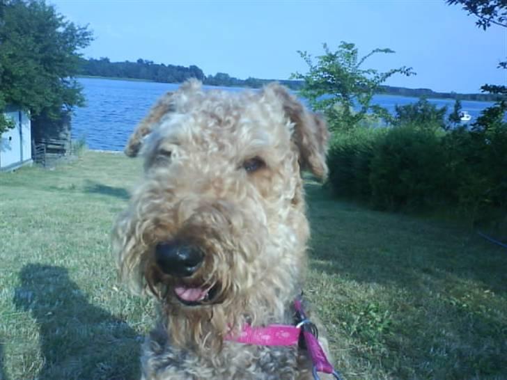 Airedale terrier Mille død:( - en tur i den haven ved vandet det bare sagen billede 11