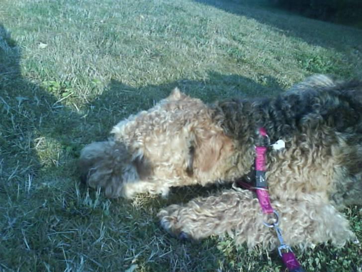 Airedale terrier Mille død:( - er jeg brun nok nu jeg har ligget her længe nu billede 12