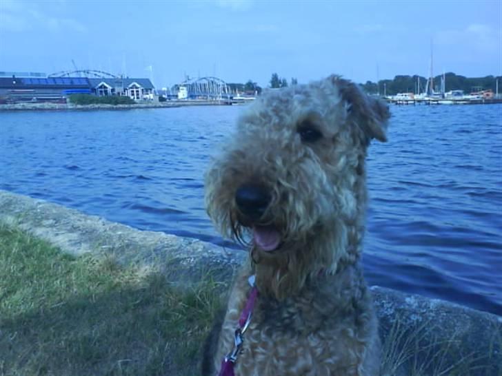 Airedale terrier Mille død:( - er udsikten ikke smuk billede 13