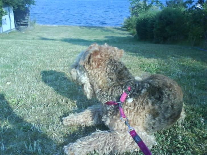 Airedale terrier Mille død:( - jeg elsker og kigge udover vandet billede 14