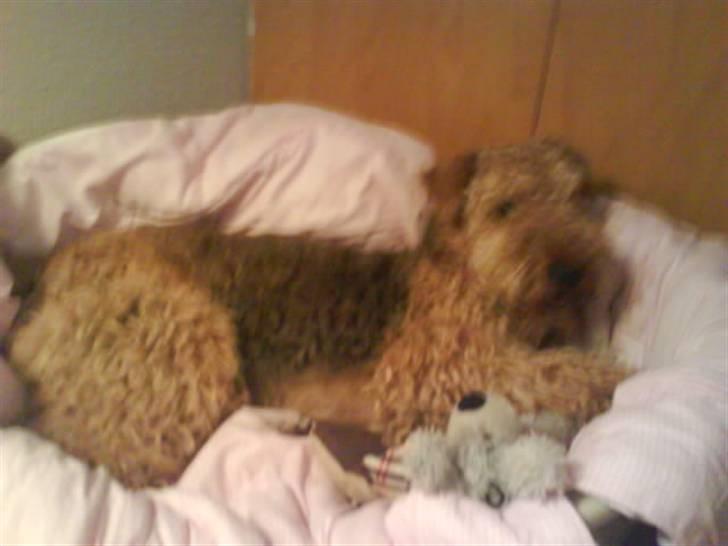 Airedale terrier Mille død:( - godnat billede 15