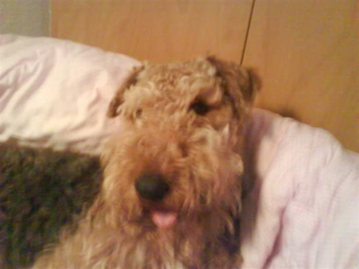 Airedale terrier Mille død:( - er jeg ikke søød billede 16