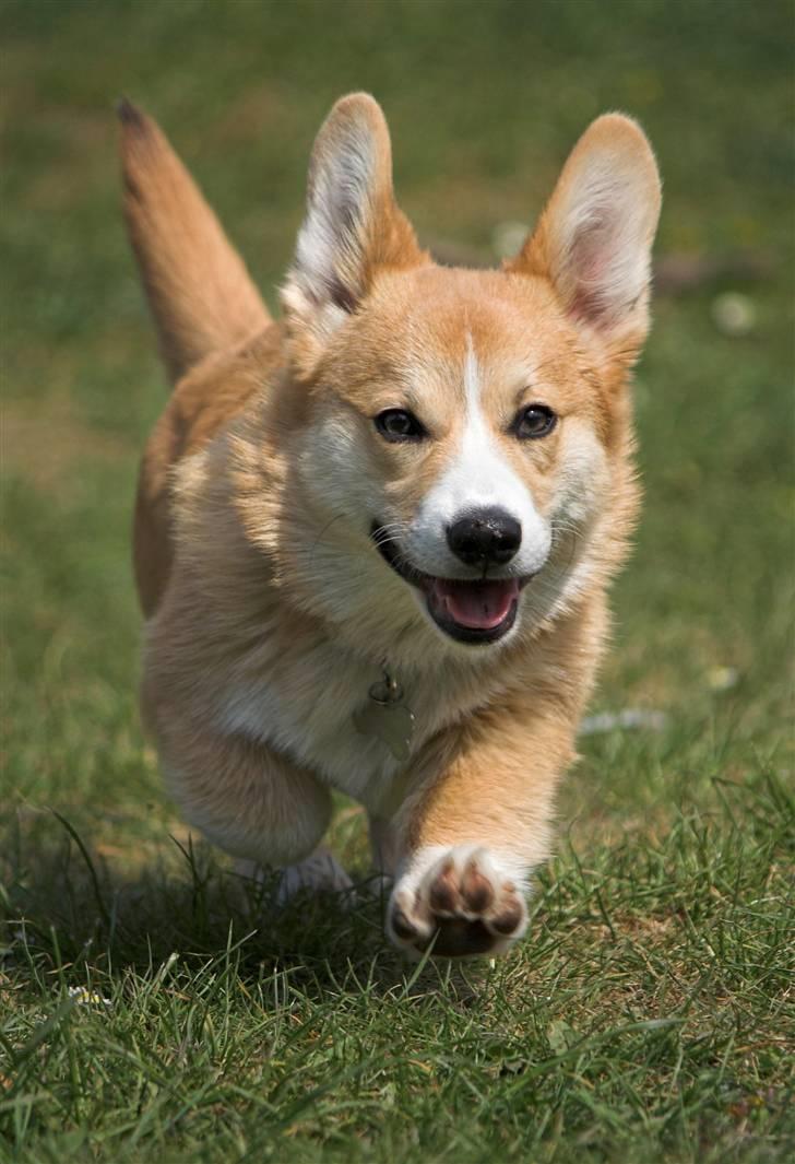 Welsh corgi pembroke Louie - 26.04.2009 - Louie nyder foråret billede 11