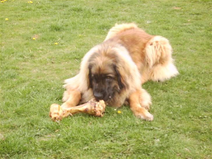 Leonberger folmer - det var det postbud billede 18