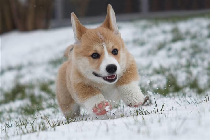 Welsh corgi pembroke Louie - d. 21.02.2009 Uhu!!! Jeg elsker sne!  billede 12