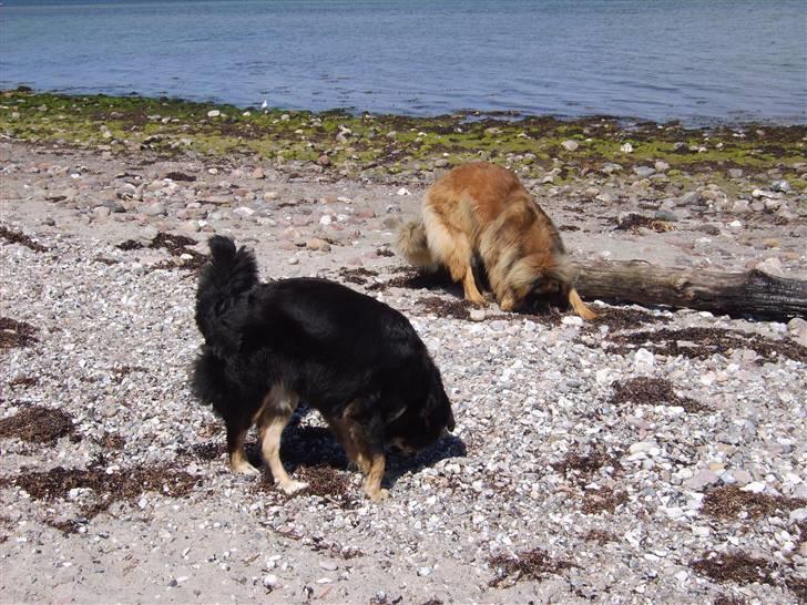 Leonberger folmer - tror det ligger her eller her billede 19