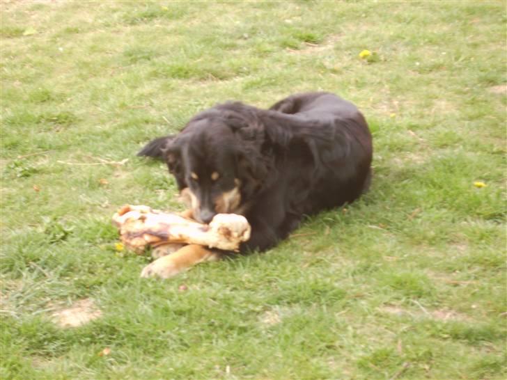 Blanding af racer sasha - uhh mad billede 13