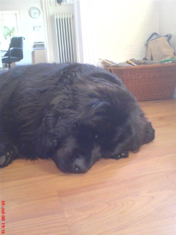 Newfoundlænder Hey-Scar Hugo Boss billede 1