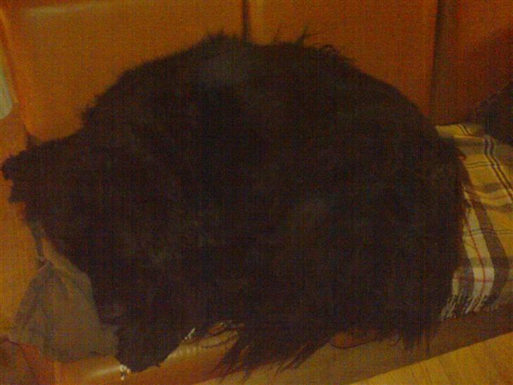 Newfoundlænder Hey-Scar Hugo Boss billede 2