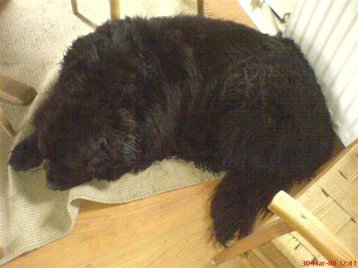 Newfoundlænder Hey-Scar Hugo Boss billede 3