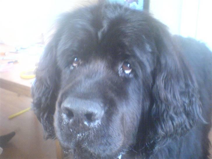 Newfoundlænder Hey-Scar Hugo Boss billede 4