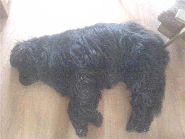 Newfoundlænder Hey-Scar Hugo Boss billede 5