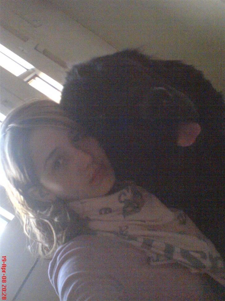 Newfoundlænder Hey-Scar Hugo Boss billede 6