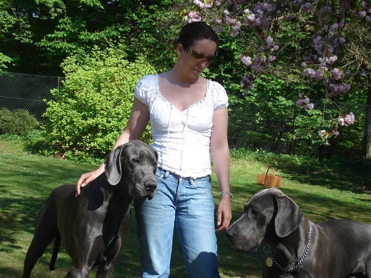 Grand danois Kenzo - Kenzo og "lillebror" billede 8