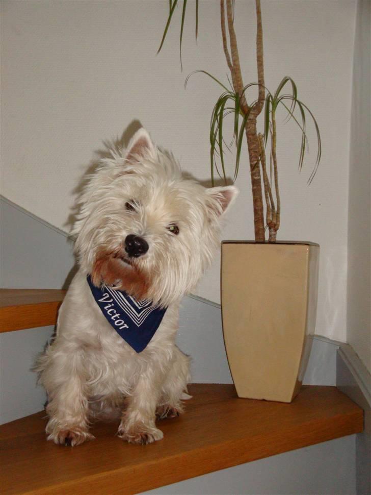 West highland white terrier Malekits Victor billede 16