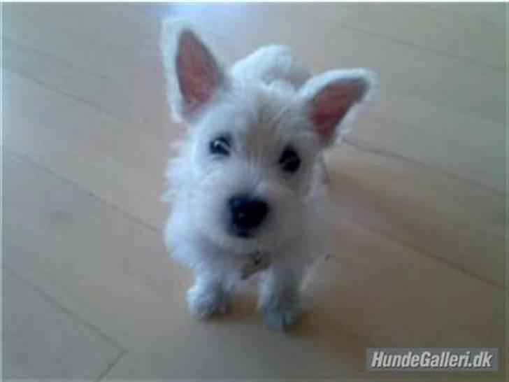 West highland white terrier Malekits Victor billede 17