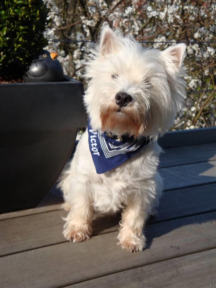 West highland white terrier Malekits Victor billede 18