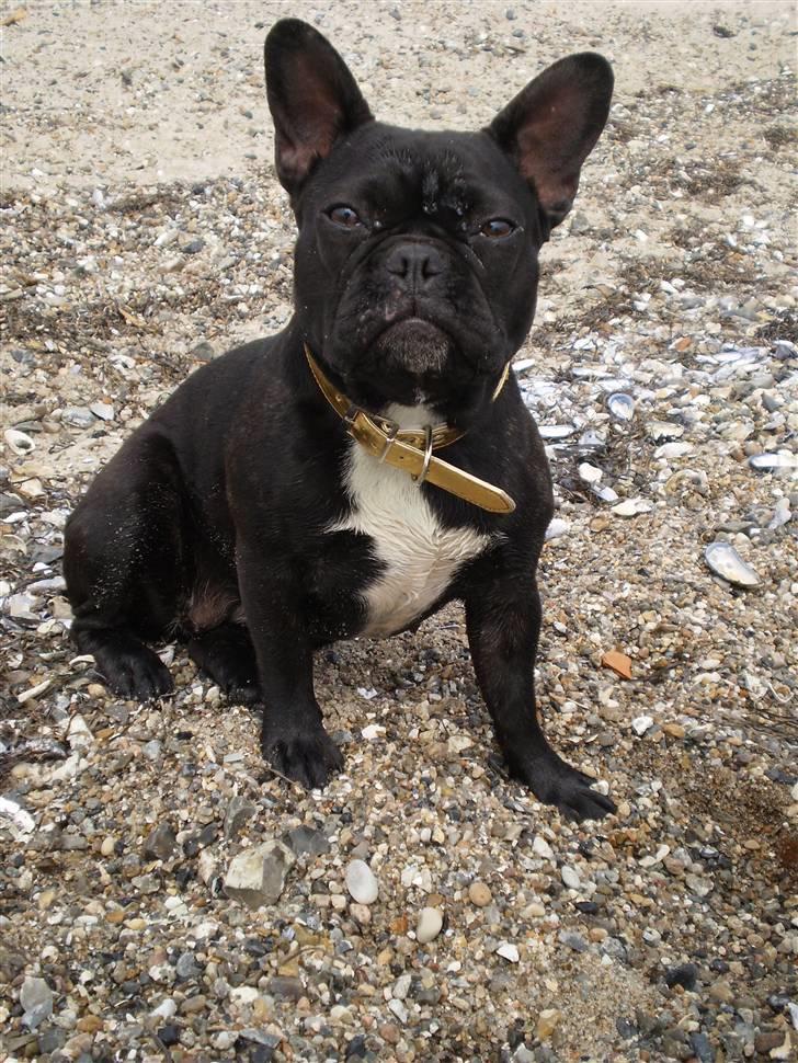 Fransk bulldog Victoria billede 9