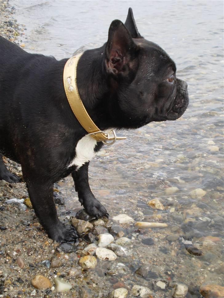 Fransk bulldog Victoria billede 10