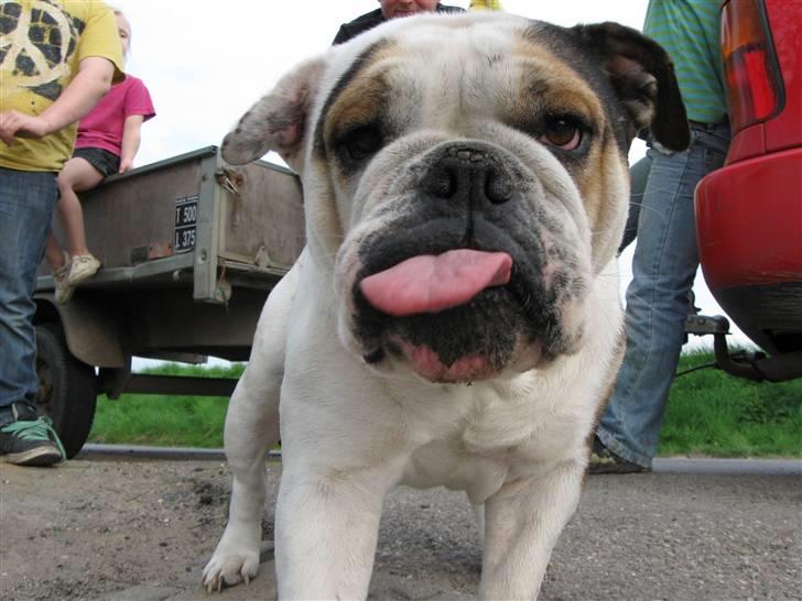 Engelsk bulldog safina billede 17