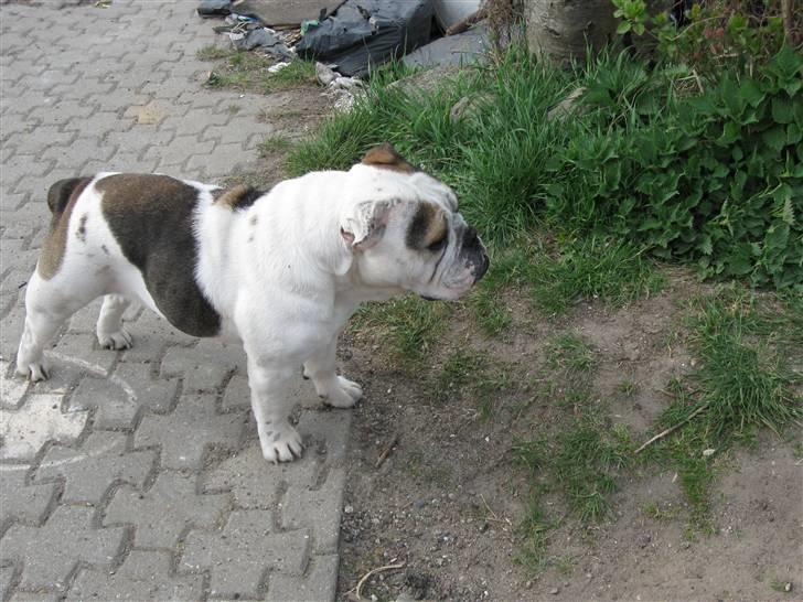 Engelsk bulldog safina billede 18