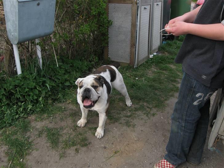 Engelsk bulldog safina billede 19