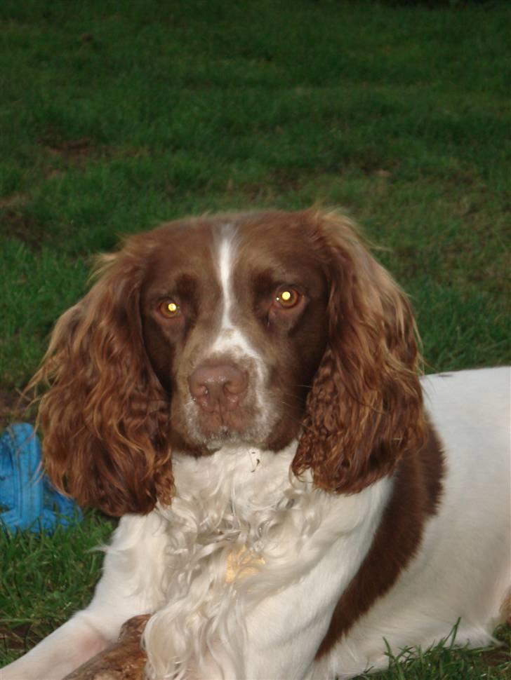 Engelsk springer spaniel Montie billede 13