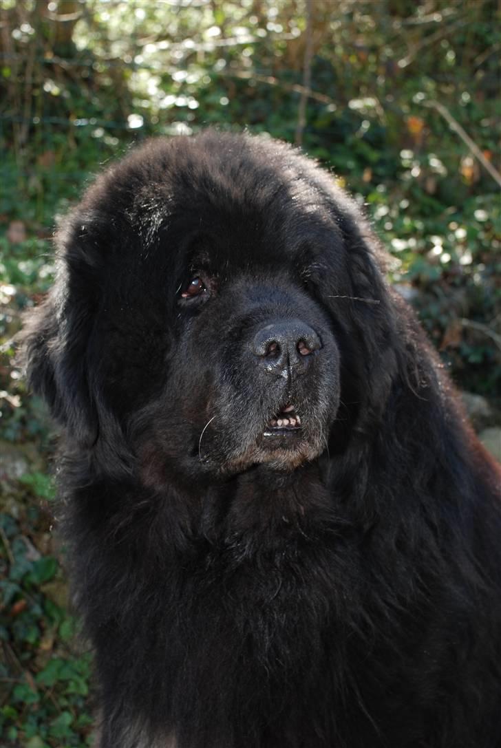 Newfoundlænder basil RiP billede 1