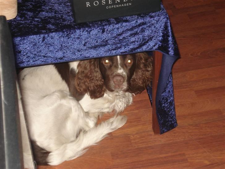 Engelsk springer spaniel Montie billede 14