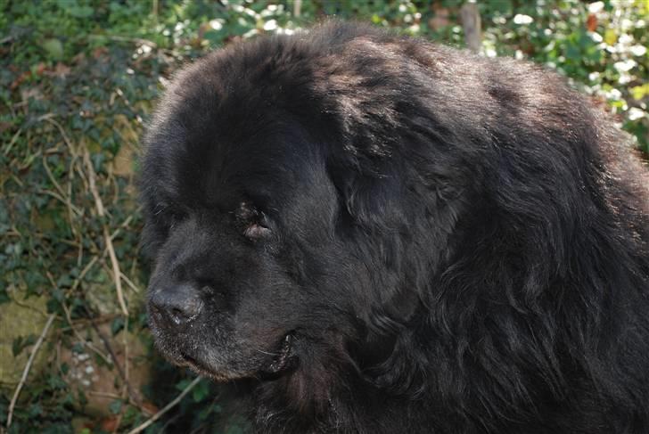 Newfoundlænder basil RiP billede 2