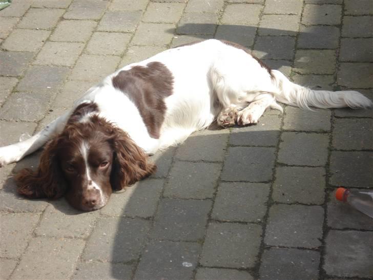 Engelsk springer spaniel Montie billede 15