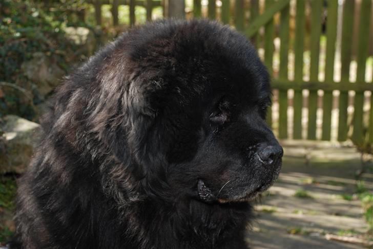 Newfoundlænder basil RiP billede 3