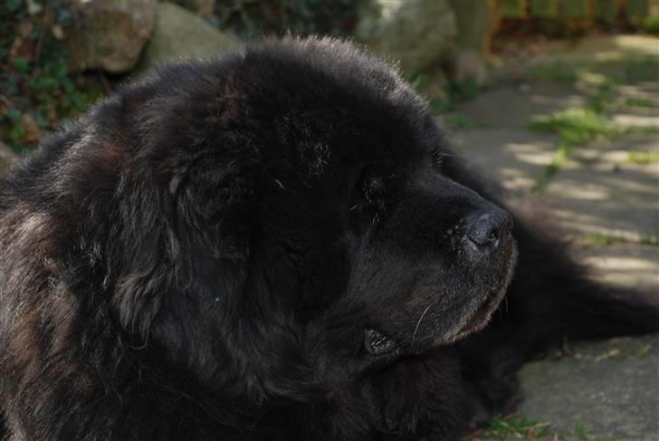 Newfoundlænder basil RiP billede 4