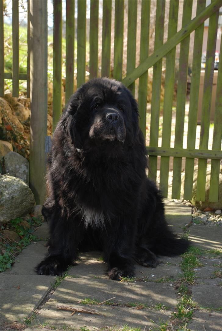 Newfoundlænder basil RiP billede 5